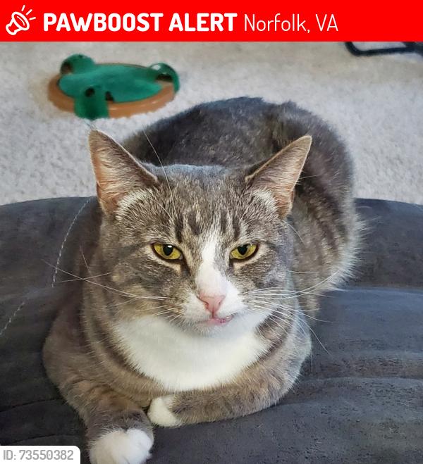 Lost Female Cat last seen Marrimac, Norfolk, VA 23504