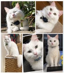 Lost Female Cat last seen Co-op, Swinton, England M27 0ES