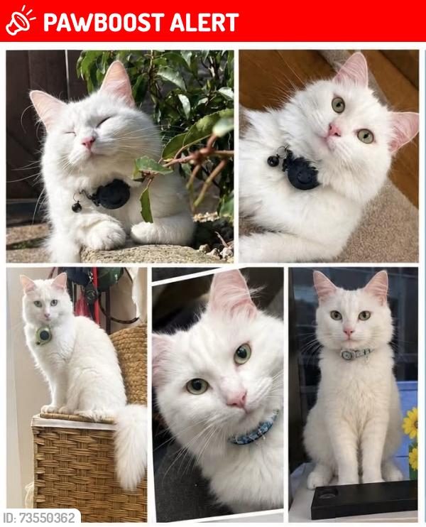 Lost Female Cat last seen Co-op, Swinton, England M27 0ES