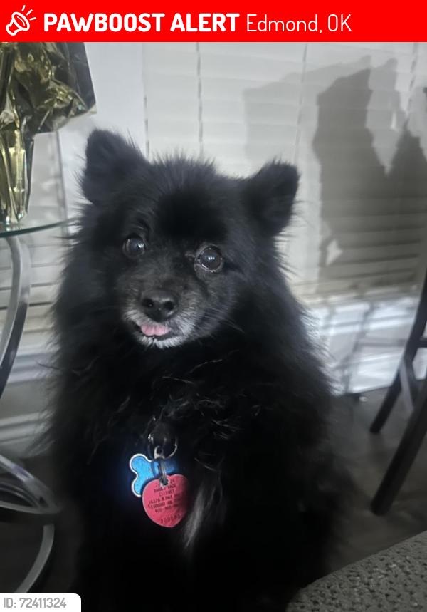 Lost Male Dog last seen Near nw 141st, Edmond, OK 73013