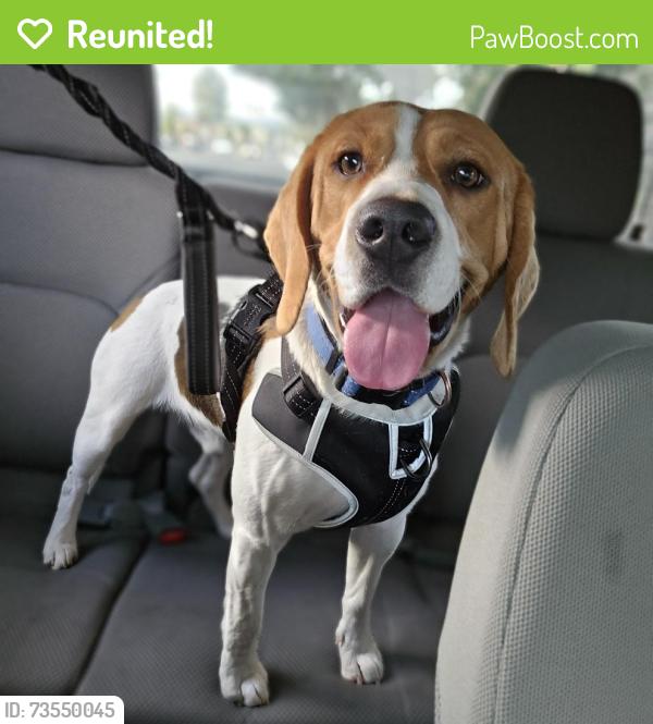Reunited Male Dog last seen Hart st, Los Angeles, CA 91335