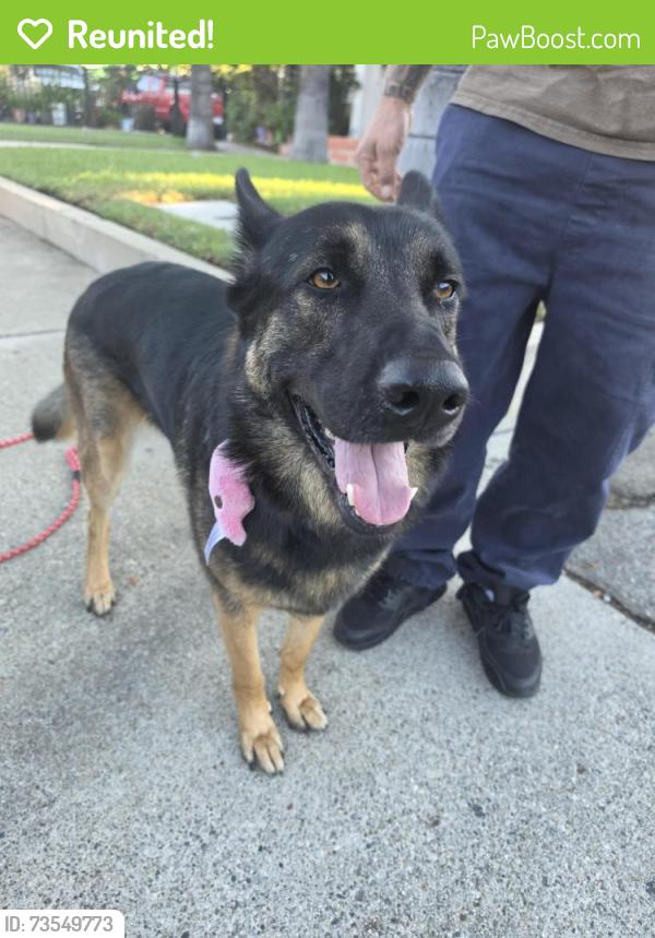 Reunited Male Dog last seen Near N Park Ave Pomona CA 91768, Pomona, CA 91768