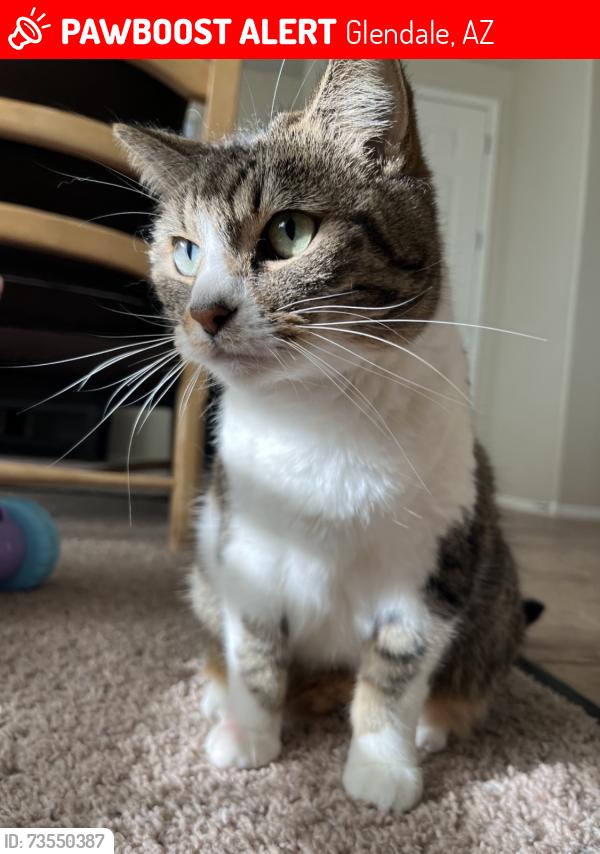 Lost Female Cat last seen Myrtle Ave and 59th Ave, Glendale, AZ 85303