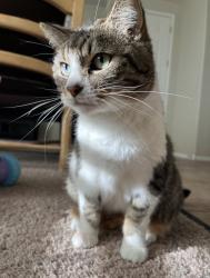 Lost Female Cat last seen Myrtle Ave and 59th Ave, Glendale, AZ 85303