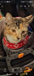 Reunited Female Cat last seen Dorlan Mill Rd and conservatory way, Downingtown, PA 19335