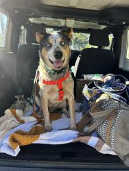 Reunited Male Dog last seen Emerald and edgemere, Redondo Beach, CA 90277