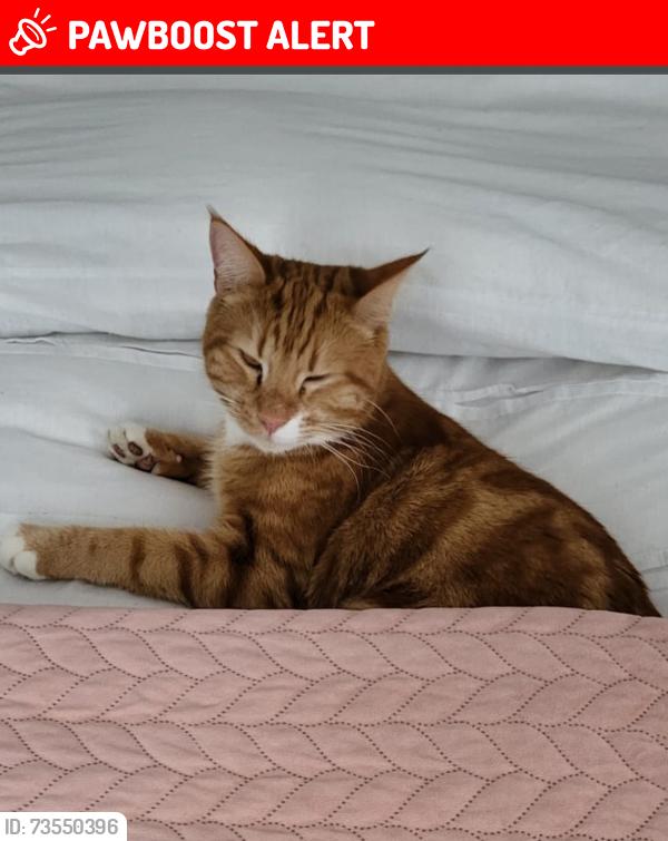 Lost Male Cat last seen Lodge Crescent, Hertfordshire, England EN8 8BS