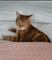 Lost Male Cat last seen Lodge Crescent, Hertfordshire, England EN8 8BS