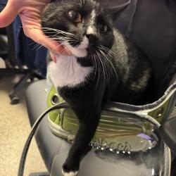 Shelter Stray Male Cat last seen , 244 Georgetown Rd, Jacksonville, NC 28540, USA