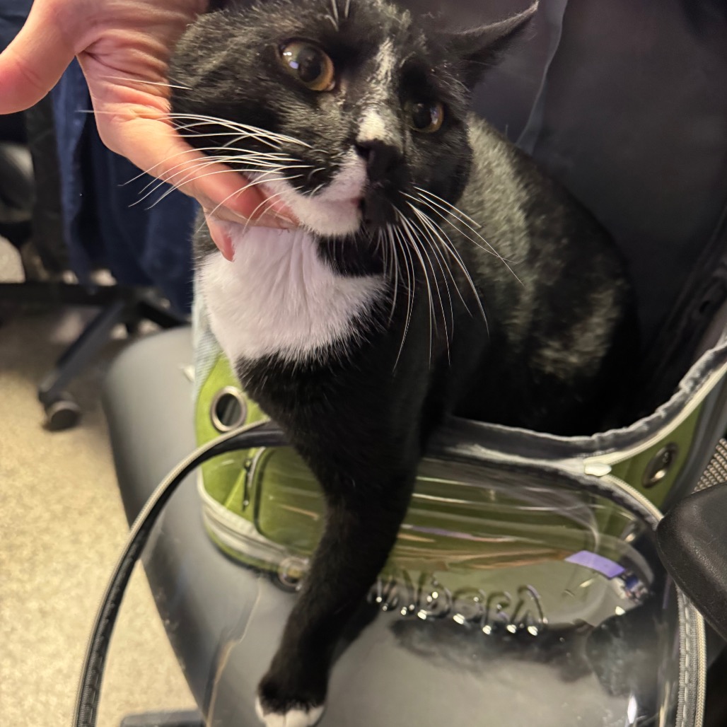 Shelter Stray Male Cat last seen , 244 Georgetown Rd, Jacksonville, NC 28540, USA