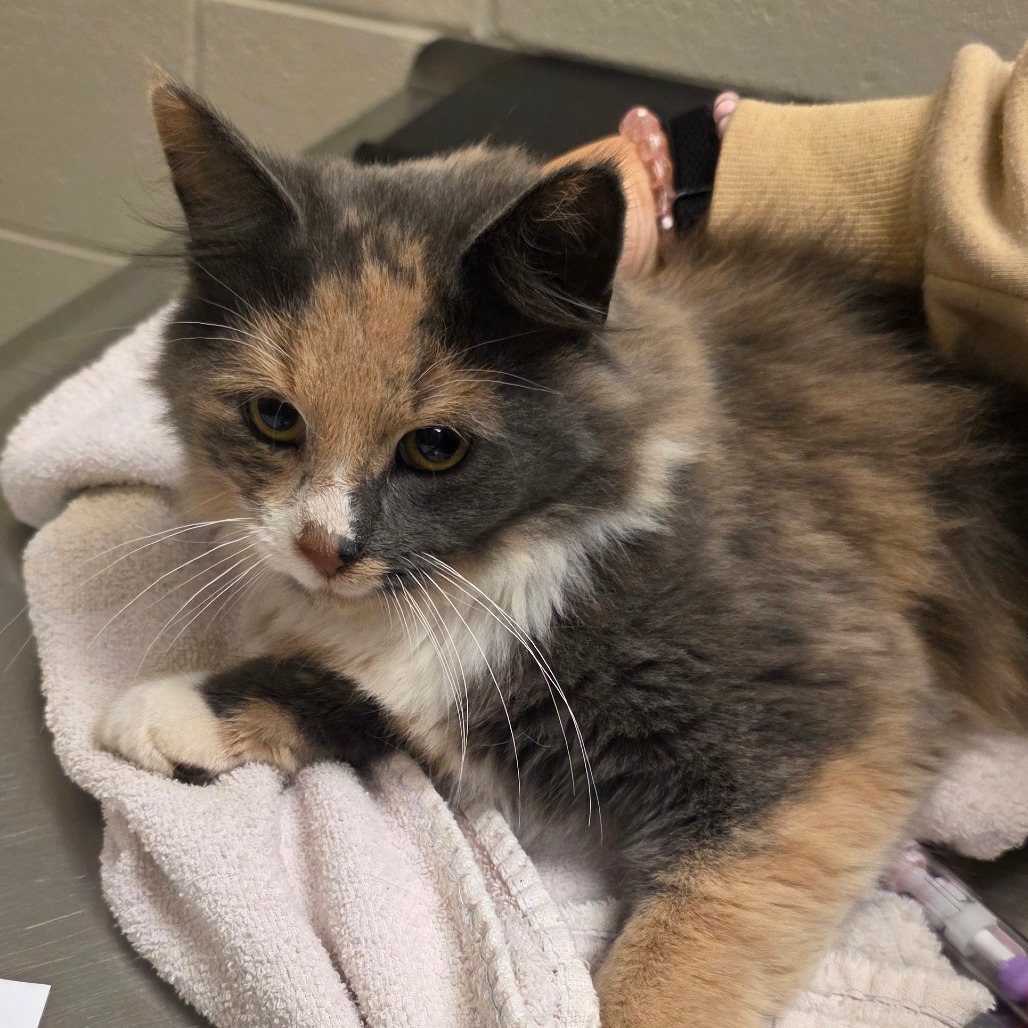 Shelter Stray Female Cat last seen , 54687 Co Rd 19, Bristol, IN 46507, USA