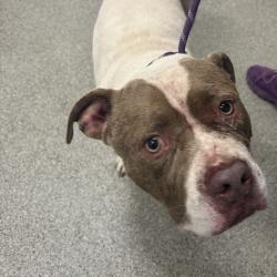 Shelter Stray Male Dog last seen , 21800 Central Ave, Matteson, IL 60443, USA