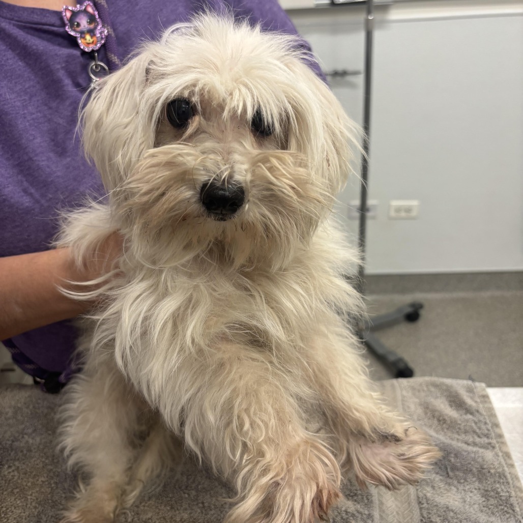 Shelter Stray Female Dog last seen , 21800 Central Ave, Matteson, IL 60443, USA