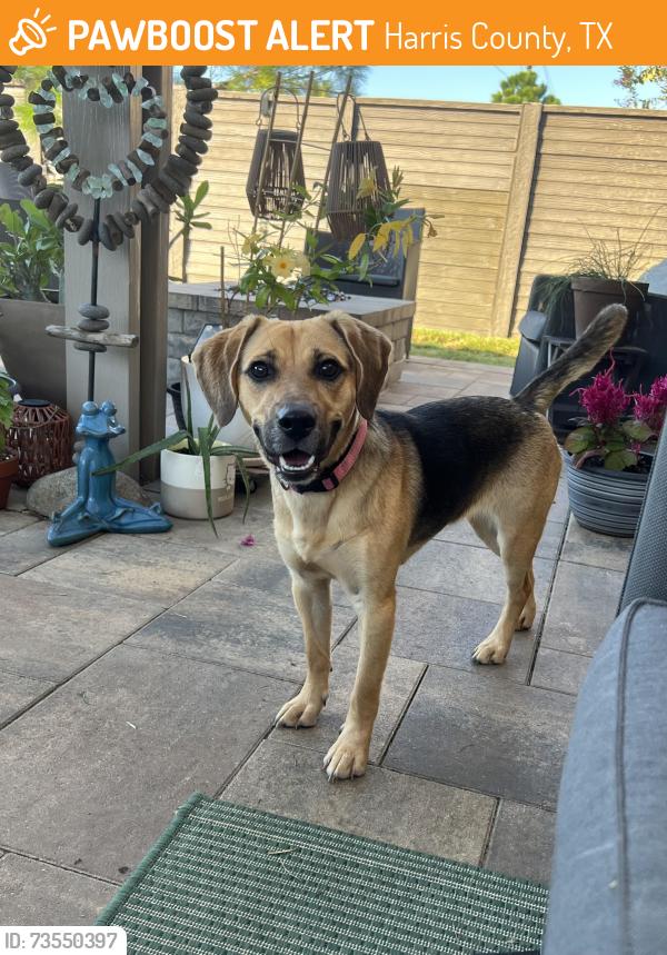 Found/Stray Female Dog last seen Clay road and Porter road, Harris County, TX 77493