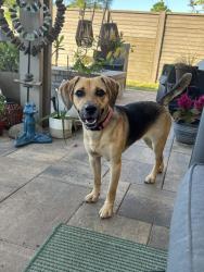 Found/Stray Female Dog last seen Clay road and Porter road, Harris County, TX 77493