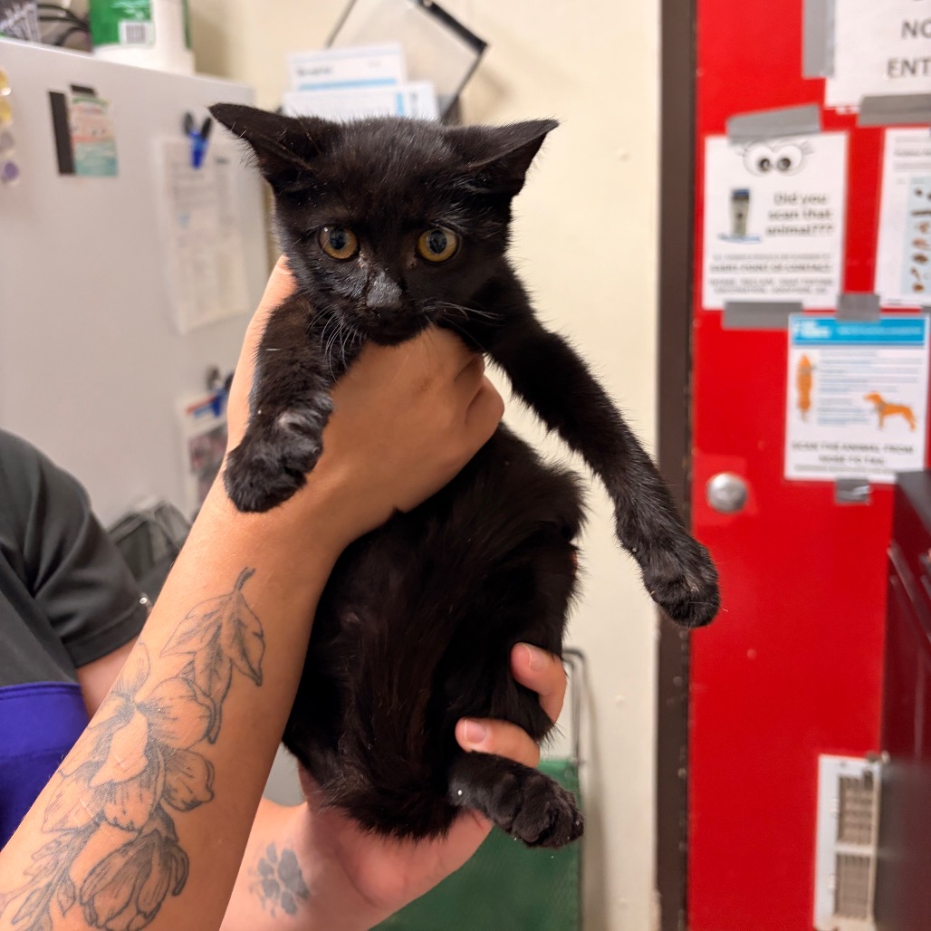 Shelter Stray Male Cat last seen , 2207 Finfeather Rd, Bryan, TX 77801, USA
