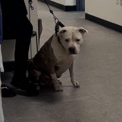 Shelter Stray Male Dog last seen , Animal Care & Control Team of Philly, 111 W Hunting Park Ave, Philadelphia, PA 19140, USA