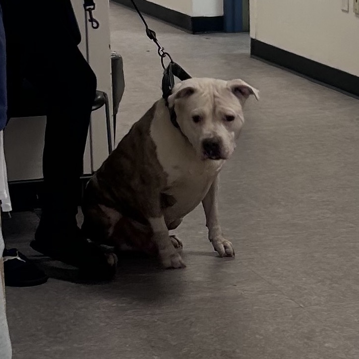 Shelter Stray Male Dog last seen , Animal Care & Control Team of Philly, 111 W Hunting Park Ave, Philadelphia, PA 19140, USA