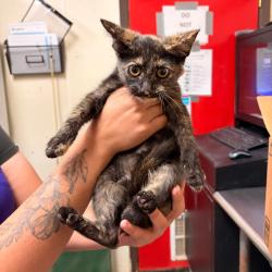 Shelter Stray Female Cat last seen , 2207 Finfeather Rd, Bryan, TX 77801, USA