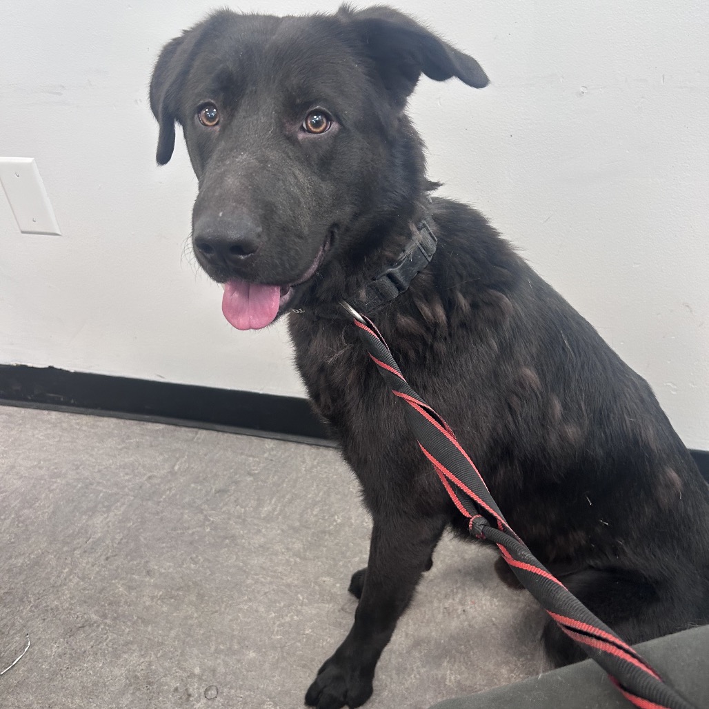 Shelter Stray Unknown Dog last seen , Animal Care & Control Team of Philly, 111 W Hunting Park Ave, Philadelphia, PA 19140, USA