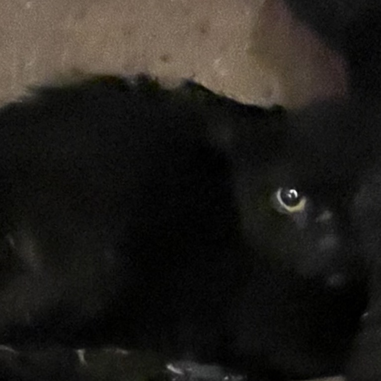 Shelter Stray Unknown Cat last seen , Animal Care & Control Team of Philly, 111 W Hunting Park Ave, Philadelphia, PA 19140, USA