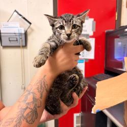 Shelter Stray Male Cat last seen , 2207 Finfeather Rd, Bryan, TX 77801, USA