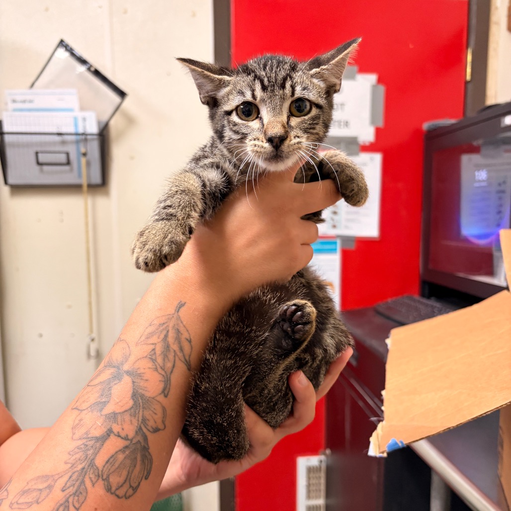 Shelter Stray Male Cat last seen , 2207 Finfeather Rd, Bryan, TX 77801, USA