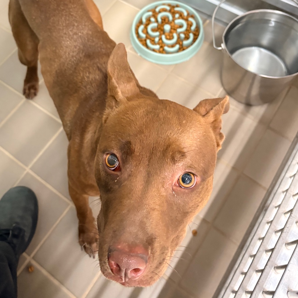 Shelter Stray Female Dog last seen , 2207 Finfeather Rd, Bryan, TX 77801, USA