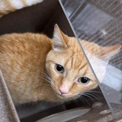 Shelter Stray Male Cat last seen , 5570 Sturmer Park Cir, Winston-Salem, NC 27105, USA