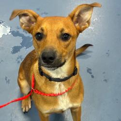 Shelter Stray Male Dog last seen , 980 Guilford College Rd, Greensboro, NC 27409, USA