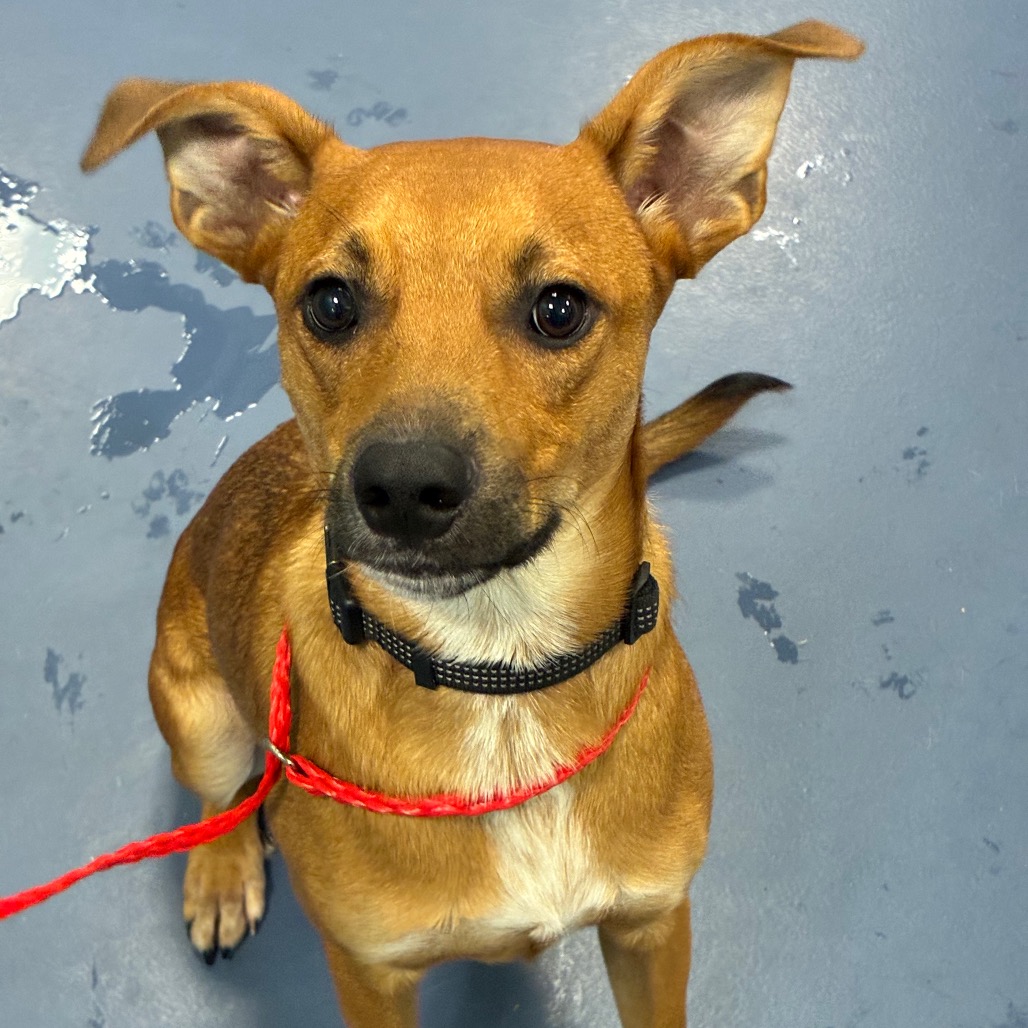 Shelter Stray Male Dog last seen , 980 Guilford College Rd, Greensboro, NC 27409, USA