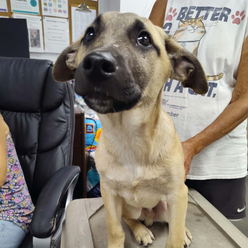 Shelter Stray Male Dog last seen , 3100 Deats Rd, Dickinson, TX 77539, USA