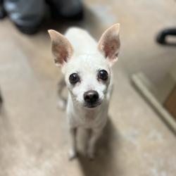 Shelter Stray Female Dog last seen , 2451 N Expressway 281, Edinburg, TX 78541, USA