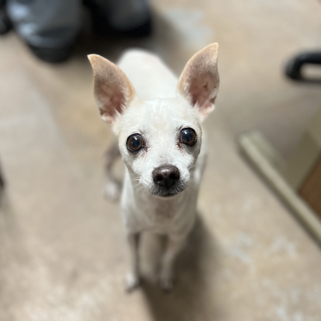 Shelter Stray Female Dog last seen , 2451 N Expressway 281, Edinburg, TX 78541, USA