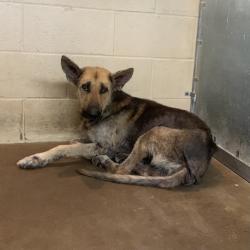 Shelter Stray Male Dog last seen , 2451 N Expressway 281, Edinburg, TX 78541, USA