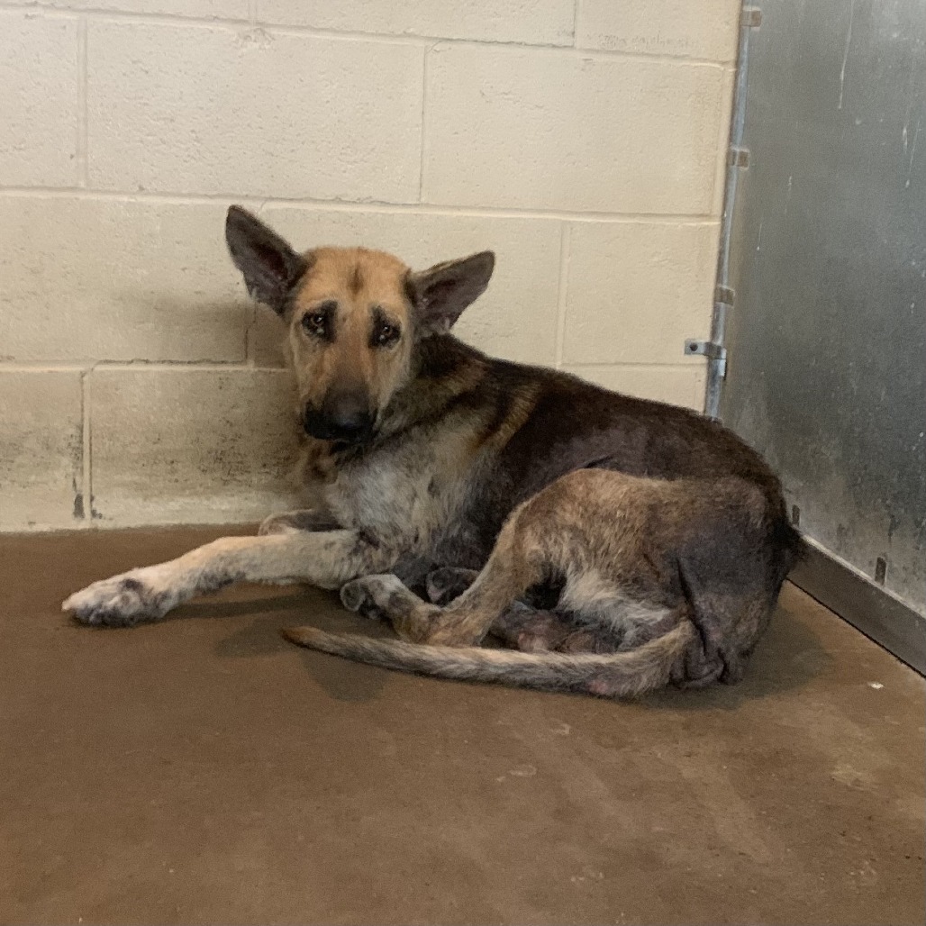 Shelter Stray Male Dog last seen , 2451 N Expressway 281, Edinburg, TX 78541, USA