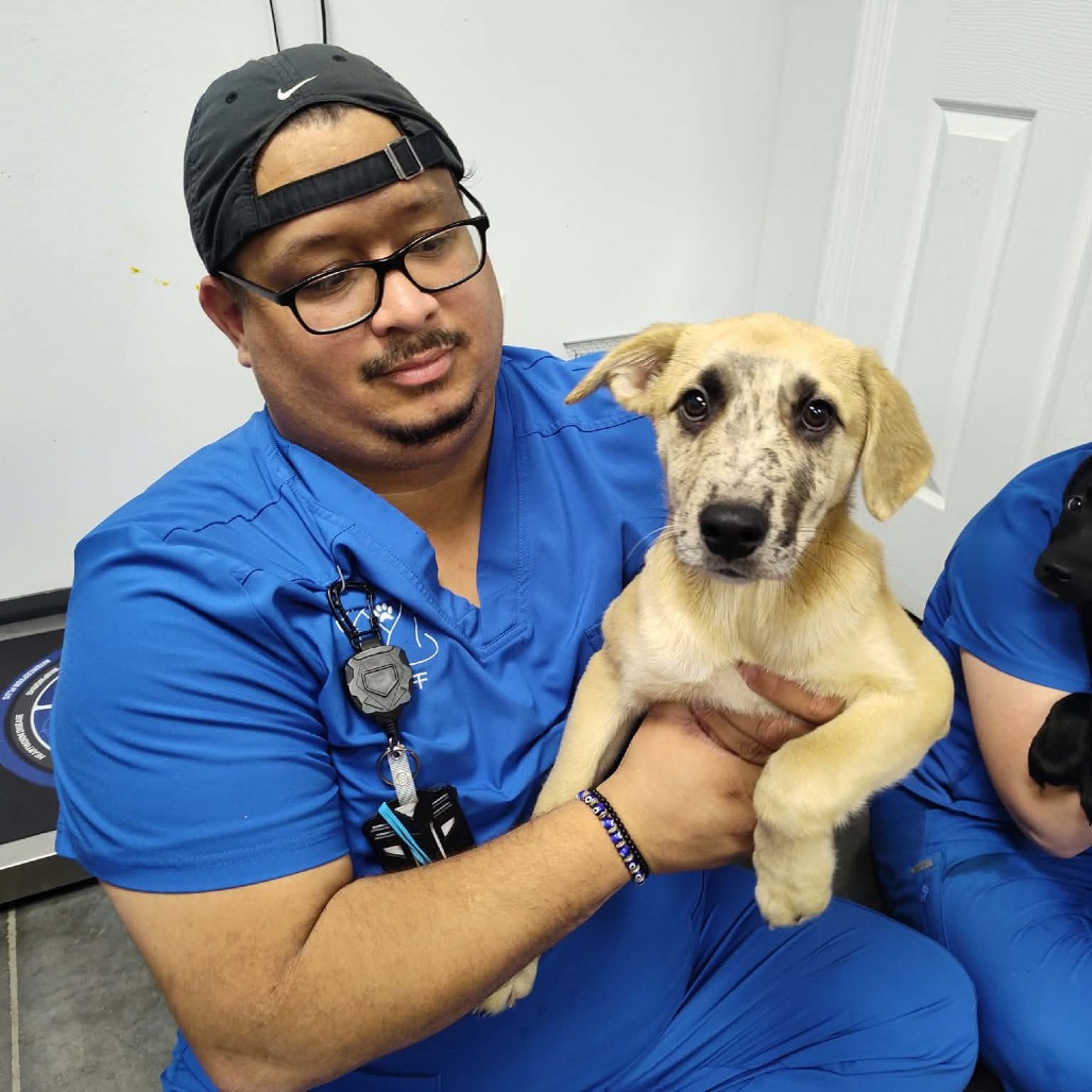 Shelter Stray Male Dog last seen , 3100 Deats Rd, Dickinson, TX 77539, USA