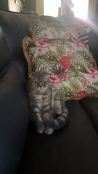 Reunited Female Cat last seen Backyard, Chamblee, GA 30341