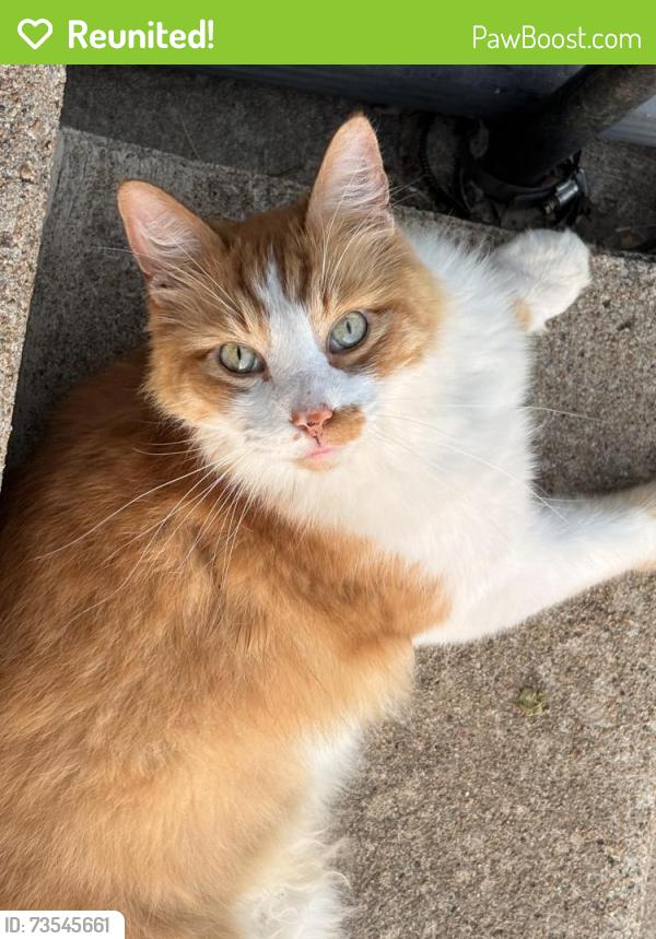 Reunited Male Cat last seen Howell and Dardenne, Saint Charles, MO 63301