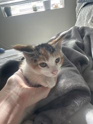 Found/Stray Unknown Cat last seen SE 190th Dr |Sw41st St, Gresham, OR 97080
