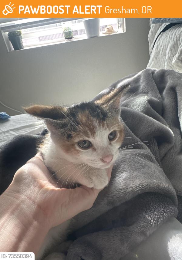 Found/Stray Unknown Cat last seen SE 190th Dr |Sw41st St, Gresham, OR 97080