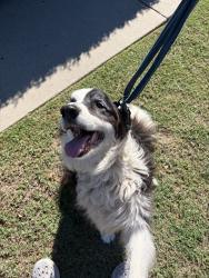 Reunited Unknown Dog last seen Near W Garvey Ave N, West Covina, CA 91790, USA, West Covina, CA 91790