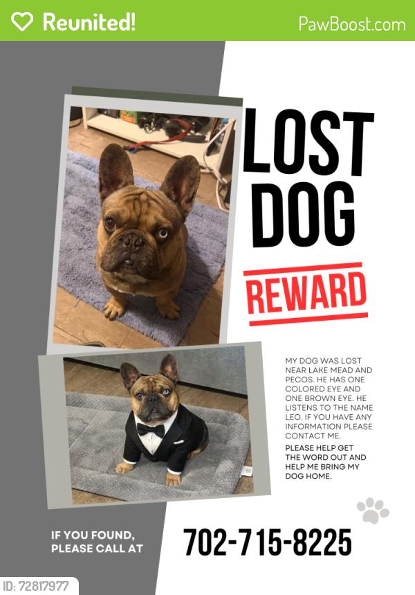 Reunited Male Dog last seen Lake mead and Pecos, Sunrise Manor, NV 89115