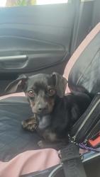 Found/Stray Female Dog last seen Whittier Ave, Hemet, CA 92544