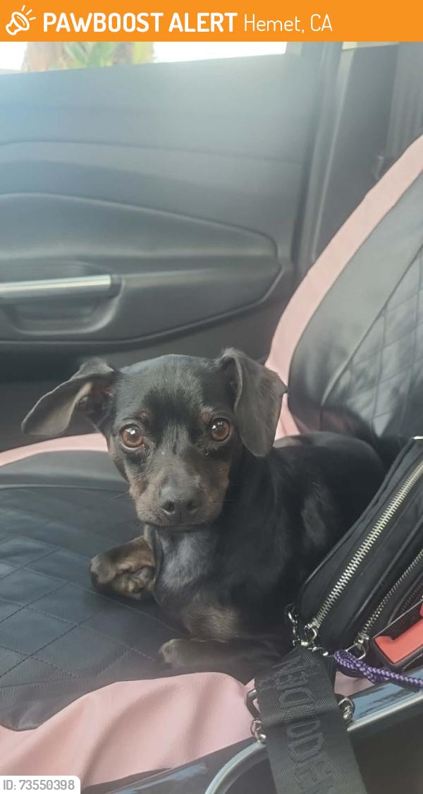 Found/Stray Female Dog last seen Whittier Ave, Hemet, CA 92544