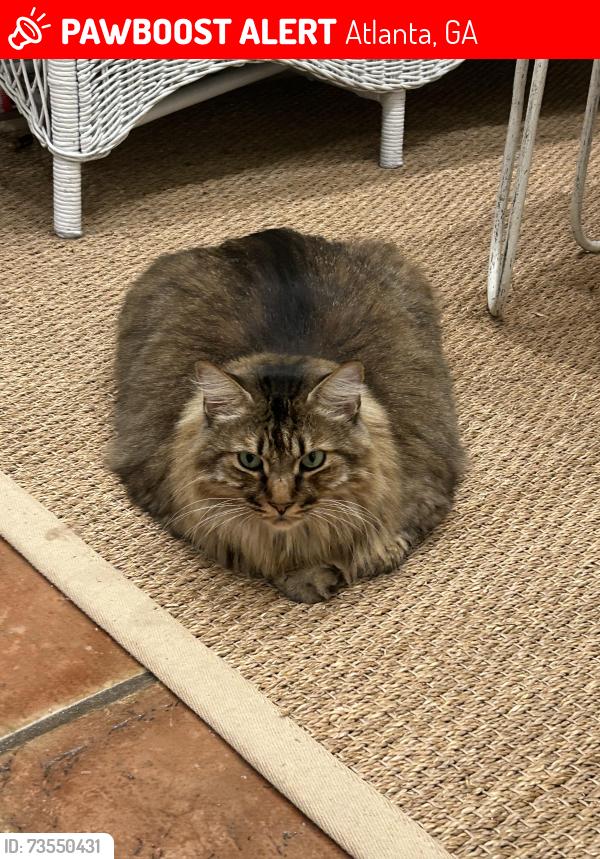 Lost Male Cat last seen Mount Paran, Atlanta, GA 30327
