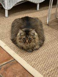 Lost Male Cat last seen Mount Paran, Atlanta, GA 30327