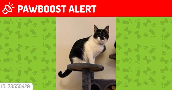 Lost Male Cat last seen Near green hill manor dr, Franklin Township, NJ 08823