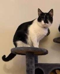 Lost Male Cat last seen Near green hill manor dr, Franklin Township, NJ 08823