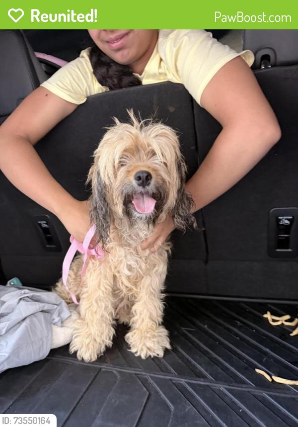 Reunited Female Dog last seen Ann and Camino al Norte, North Las Vegas, NV 89031